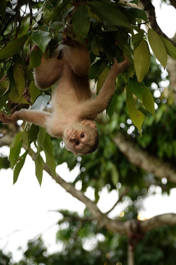 Misahualli Amazon Lodge 외부 사진