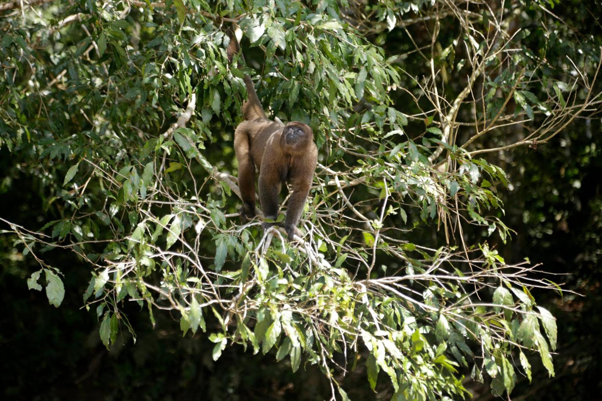 Misahualli Amazon Lodge 외부 사진